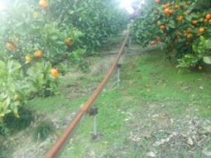wp-1449870048666 image