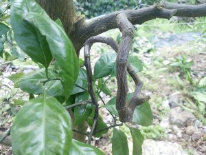IMG_20170403_164611